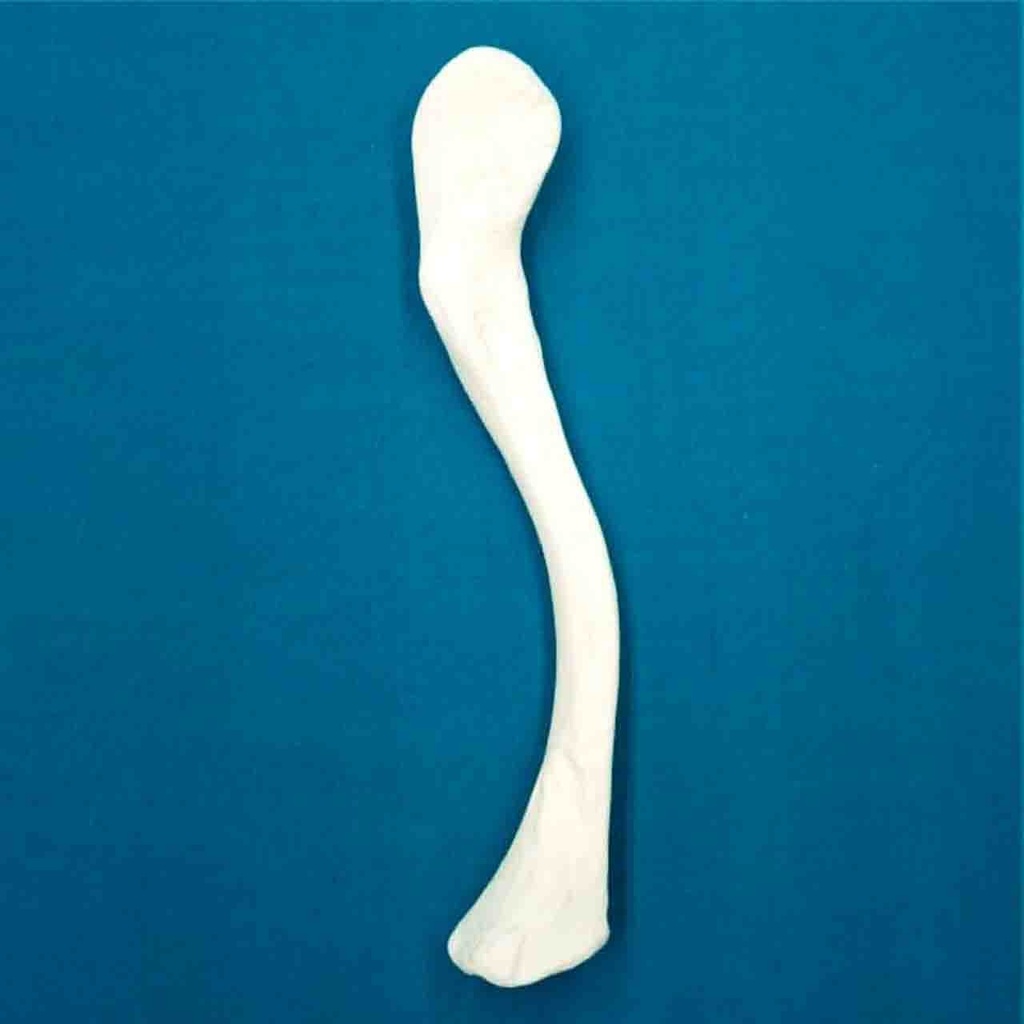 [1102] Clavícula con una longitud total de 16 cm, izquierda