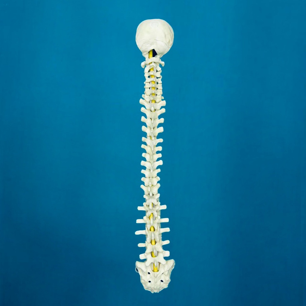 [1005] Columna c/occipital