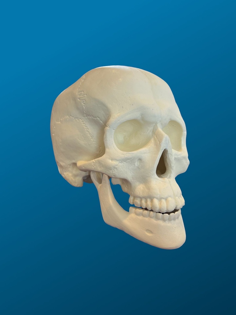 [1002] Craneo con mandibula