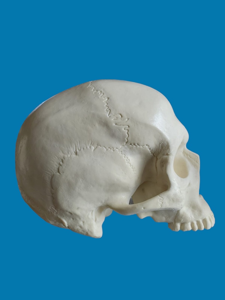 [1001] Craneo sin mandibula
