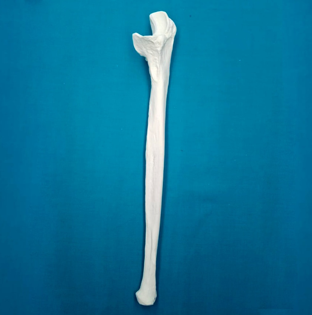 [1104] Cubito con una longitud total de 27.5 cm, con canal, izquierdo
