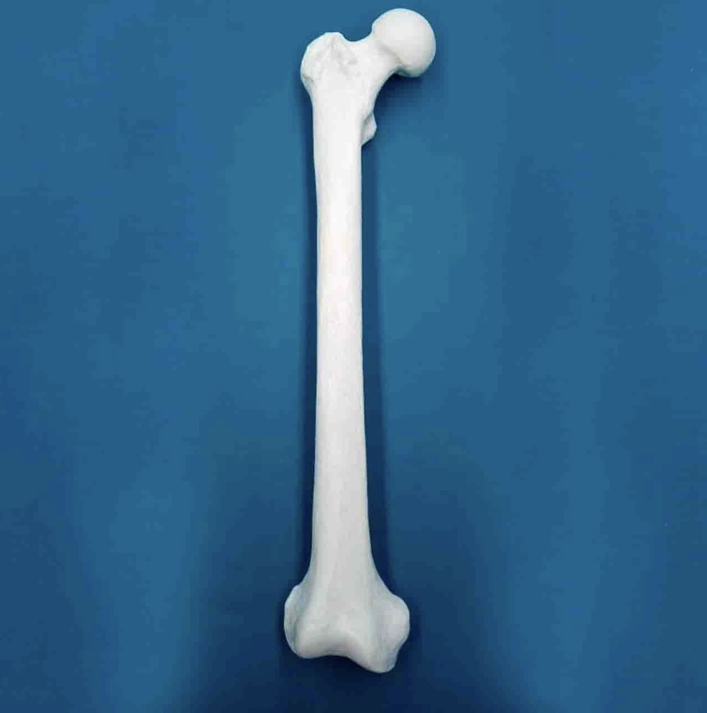 [1225] Fémur con una longitud total de 47 cm, con esponjoso y canal, derecho