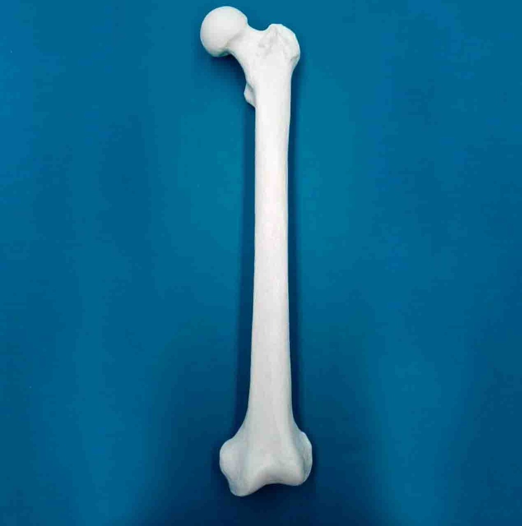 [1221] Fémur con una longitud total de 47 cm, con esponjoso y canal, izquierdo