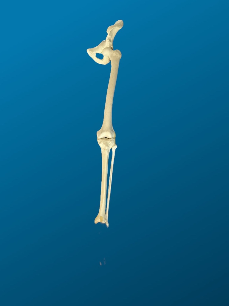 [1117] Hemipelvis con Femur y Tibia articulados