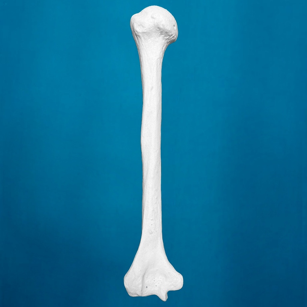 [1203] Humero con una longitud total de 36 cm, con esponjoso y canal, izquierdo