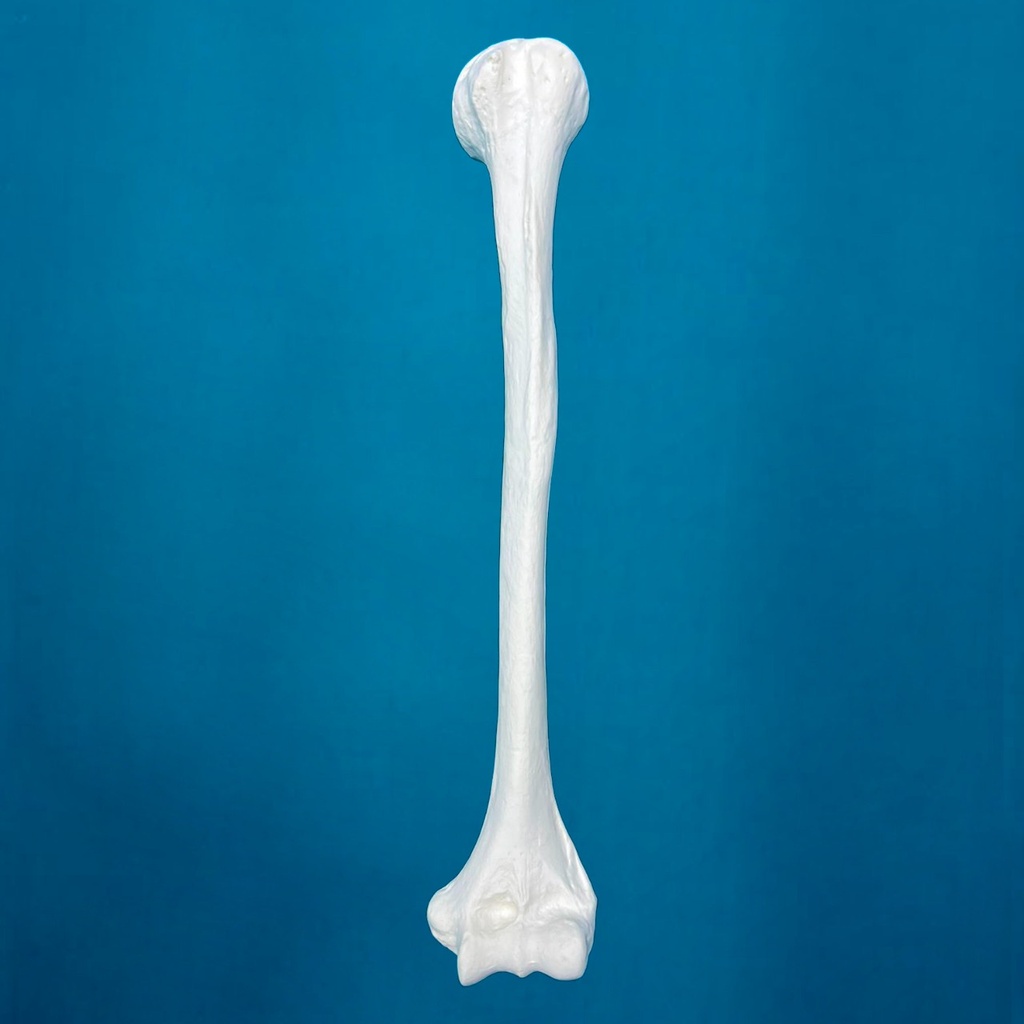 [1204] Humero pediátrico con una longitud total de 26 cm, izquierdo