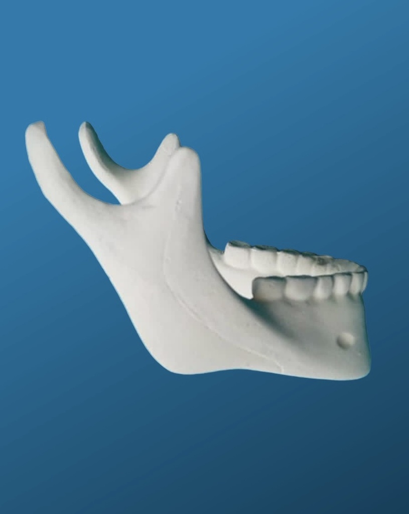 [1003] Mandíbula con dientes