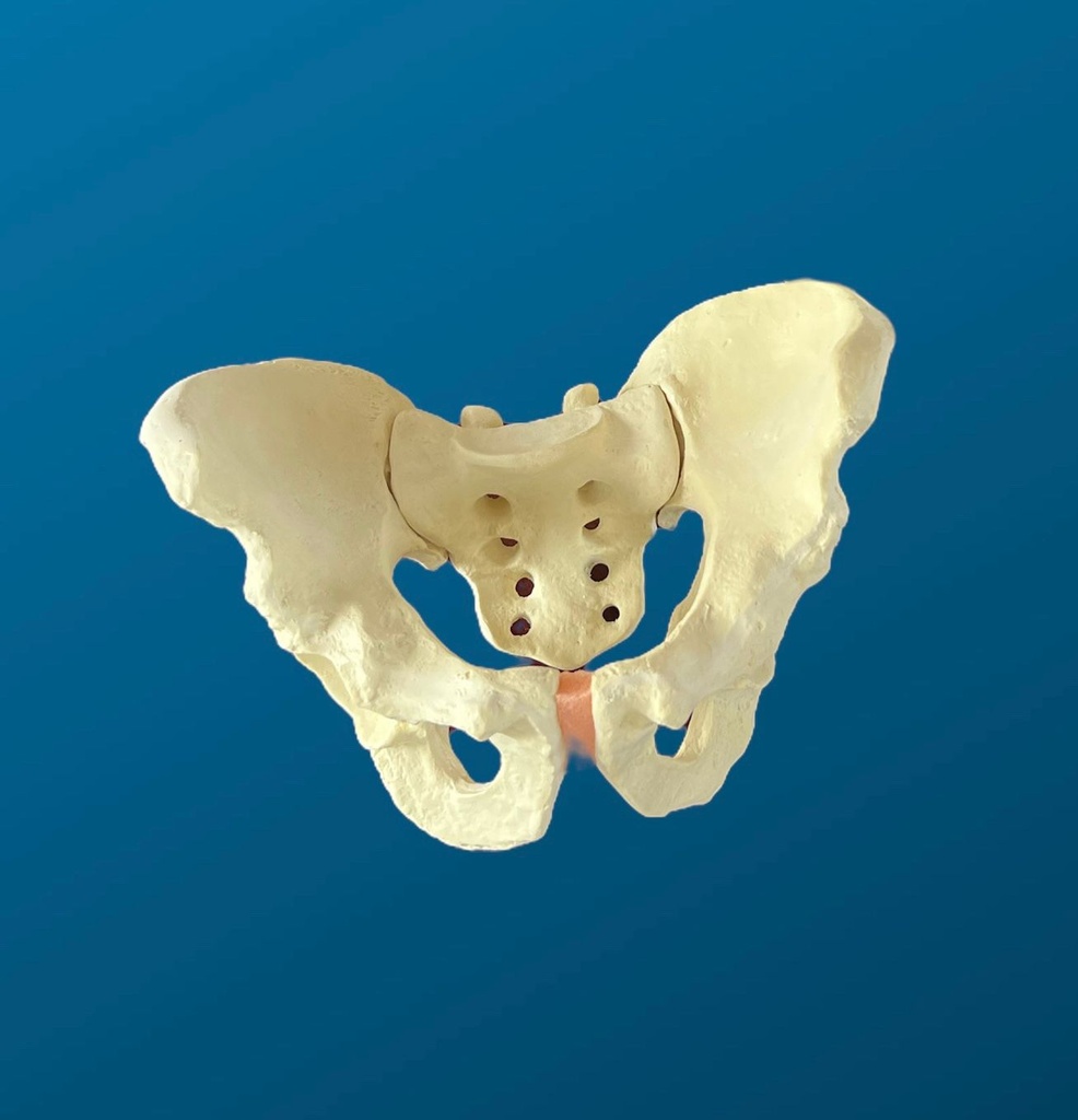 [1112] Pelvis completa con articulaciones SI (Sacro iliacas) rígidas y acetábulo de 57 mm