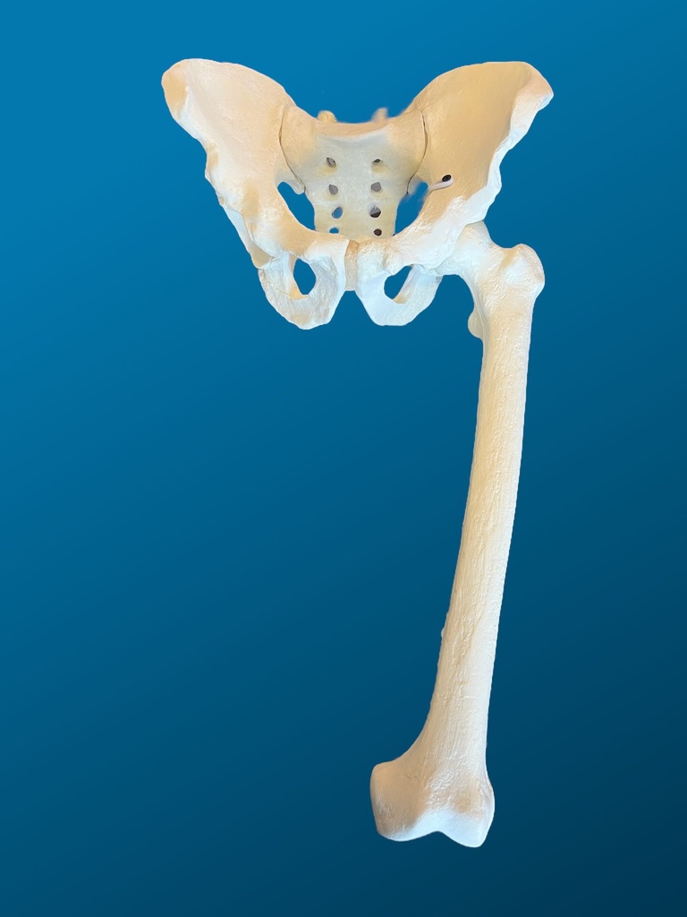 [1120] Pelvis completa con fémur articulado