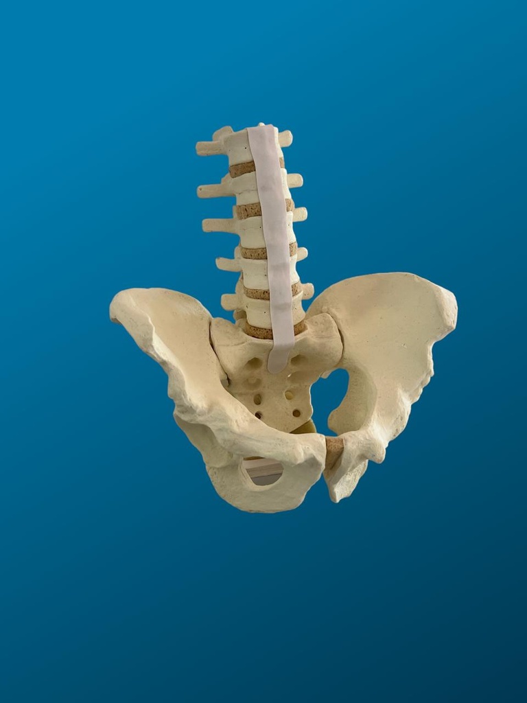 [1121] Pelvis completa con lumbares
