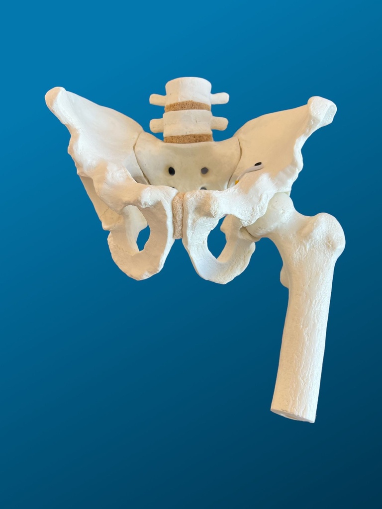 [1118] Pelvis completa con lumbares y femur articulado