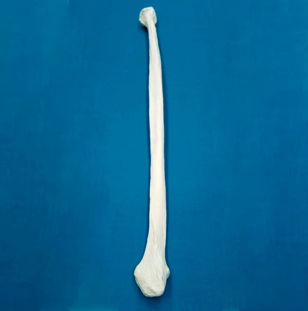 [1123] Peroné con una longitud total de 42 cm, sin canal, izquierdo