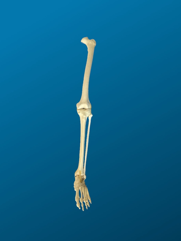 [1156] Pierna completa. Femur y tibia con canal y esponjoso, peroné y pie completo