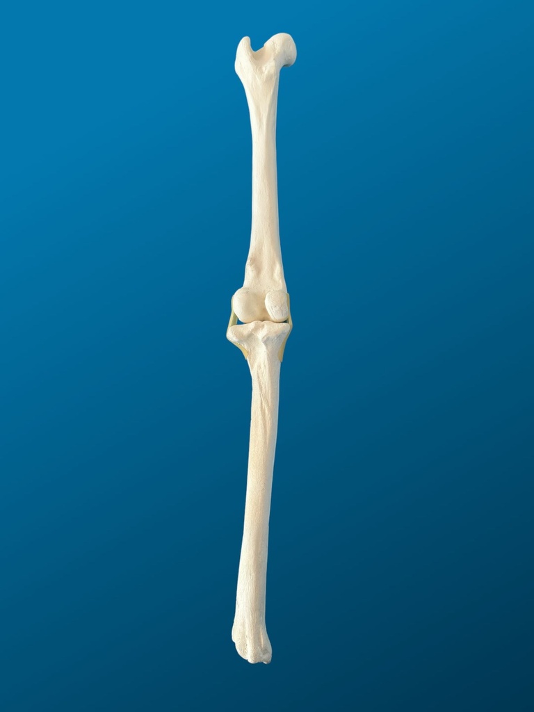 [1757] RODILLA, FÉMUR Y TIBIA ARTICULADOS CON LIGAS DE LÁTEX, CANINO, ESPUMA SOLIDA