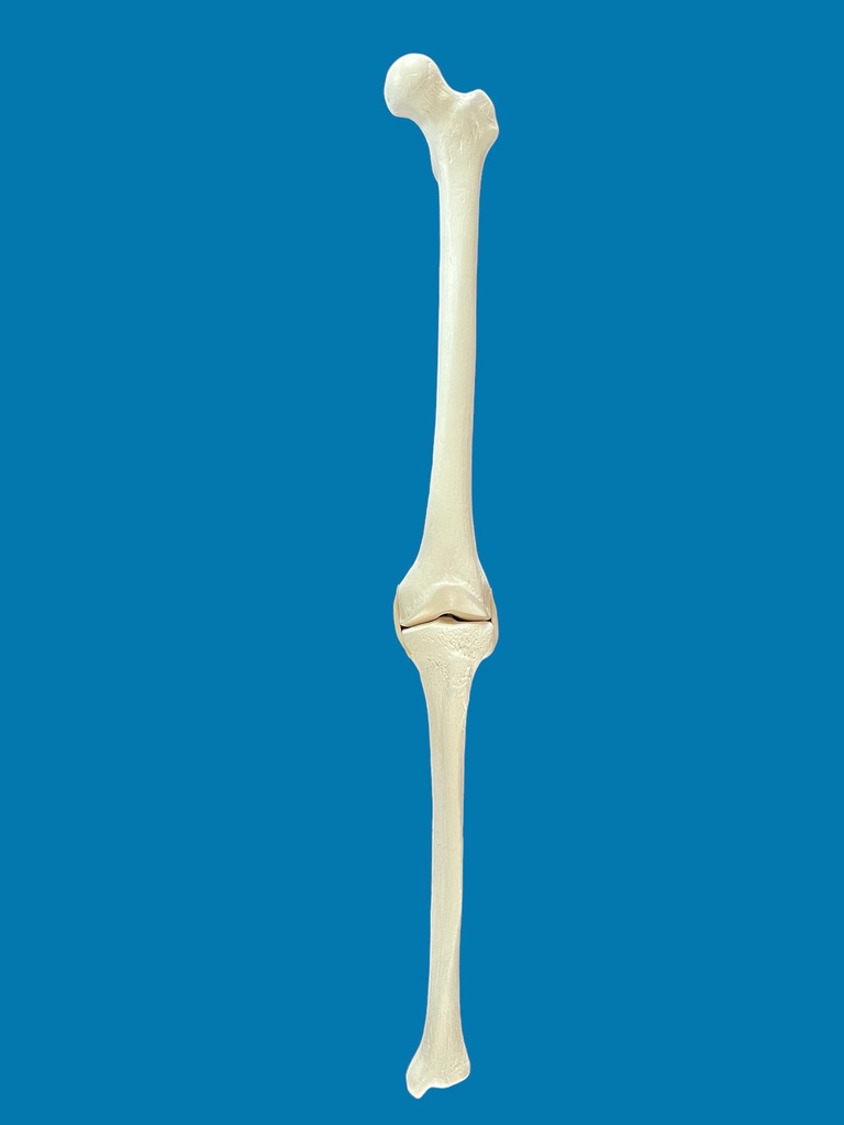 [1234] Rodilla con ligamentos de tubo elástico, longitud completa, con esponjoso y canal, izquierdo