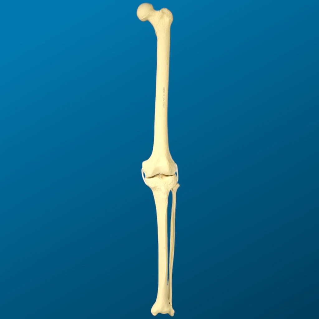 [1157] Rodilla con peroné y ligamentos de tubo elástico, longitud completa, con esponjoso y canal, izquierdo