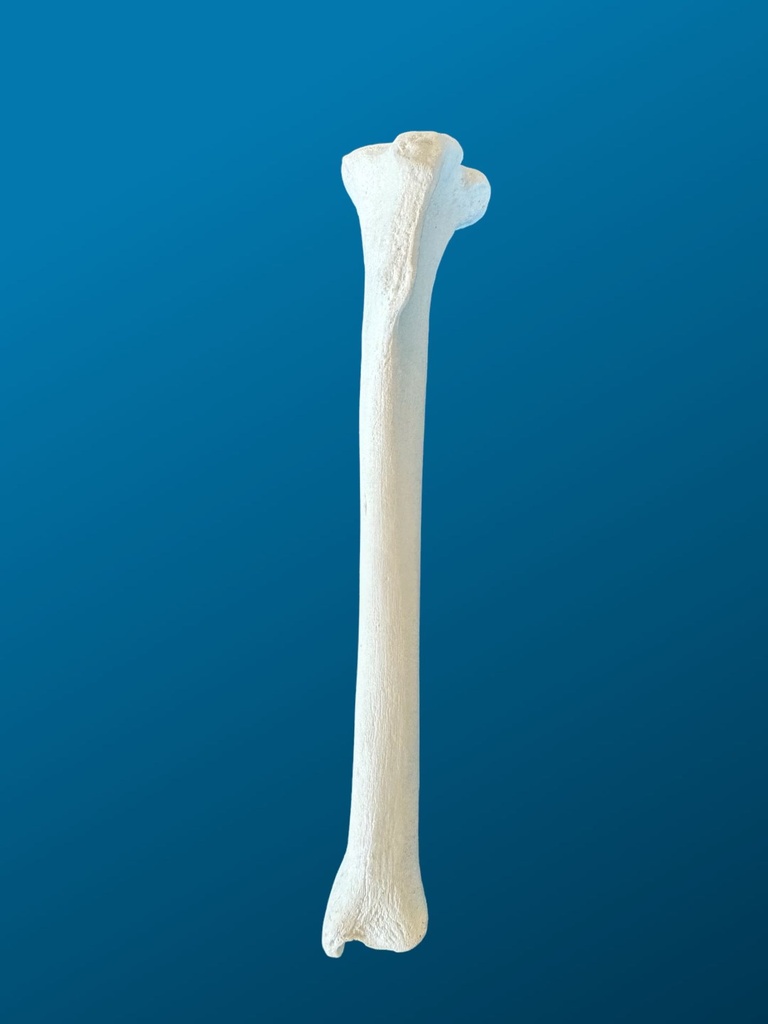 [1702] TIBIA, CANINO, ESPUMA SOLIDA, IZQUIERDA