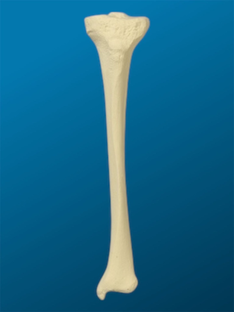 [1206] Tibia con una longitud total de 30 cm, con canal y esponjoso, izquierda