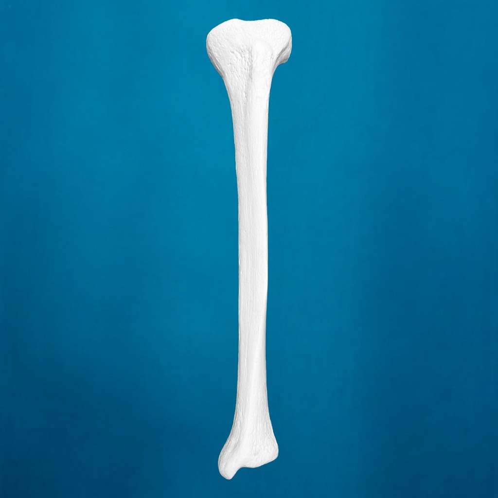 [1216] Tibia con una longitud total de 38 cm, mediana, con esponjoso y canal, izquierda