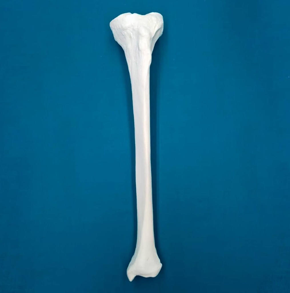 [1222] Tibia con una longitud total de 42 cm, con esponjoso y canal, izquierdo