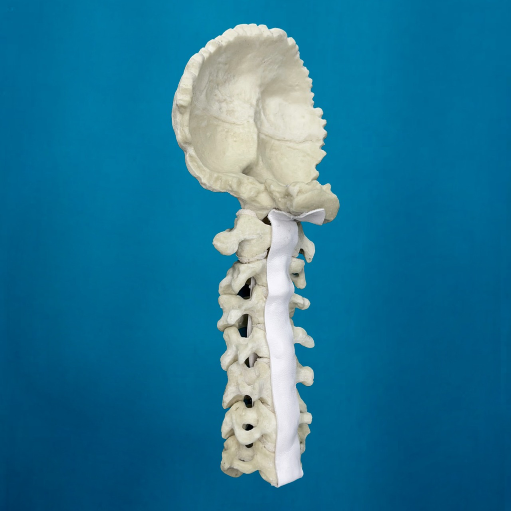 [1007] Cervical C1 a C7 con occipital
