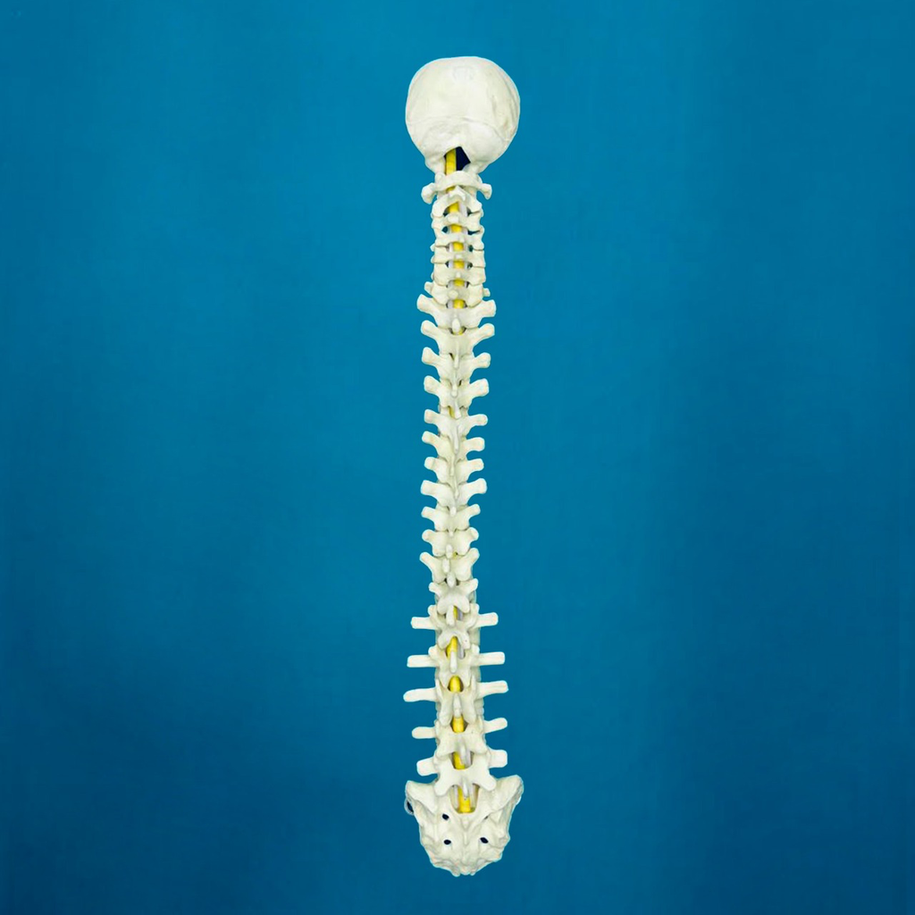 [1005] Columna c/occipital