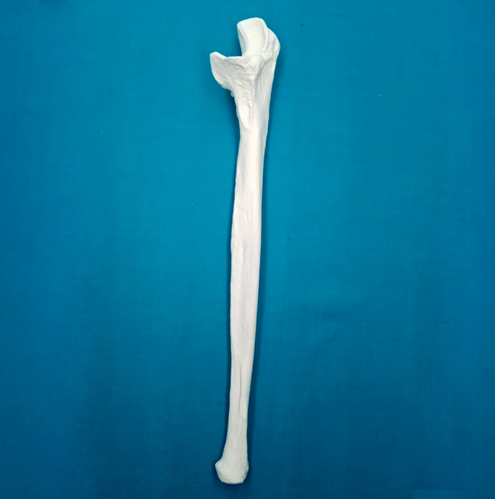 [1104] Cubito con una longitud total de 27.5 cm, con canal, izquierdo