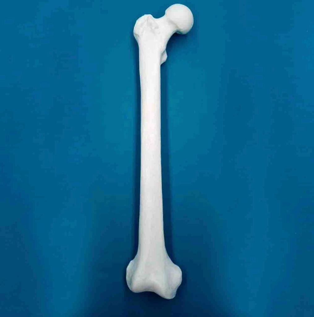 [1225] Fémur con una longitud total de 47 cm, con esponjoso y canal, derecho