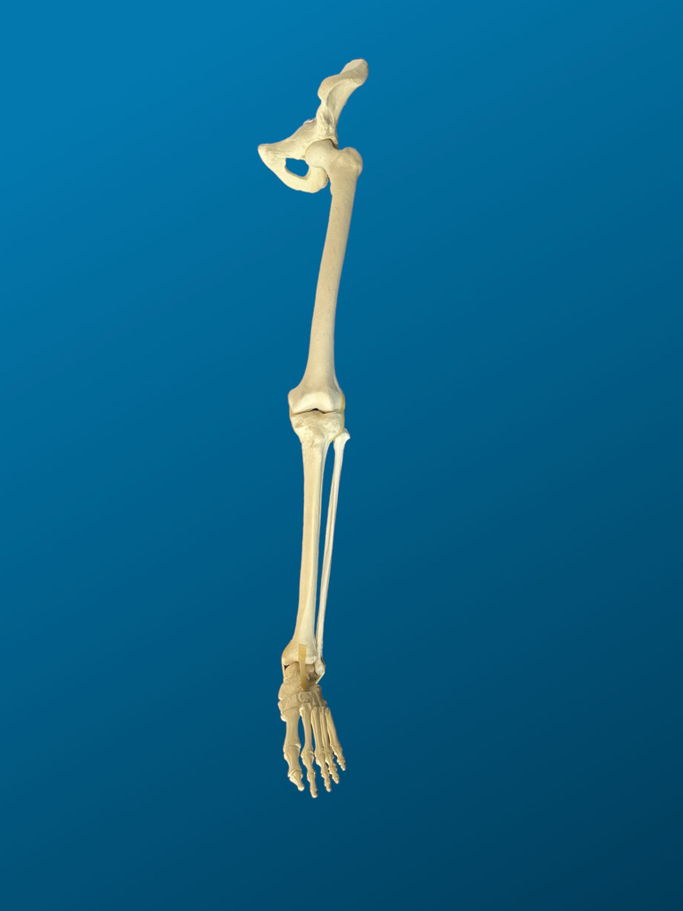 Hemipelvis, rodilla y tobillo articulados.