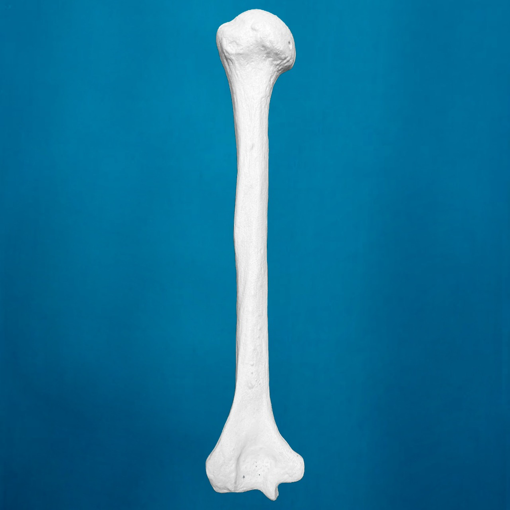 Humero con una longitud total de 36 cm, con esponjoso y canal, izquierdo