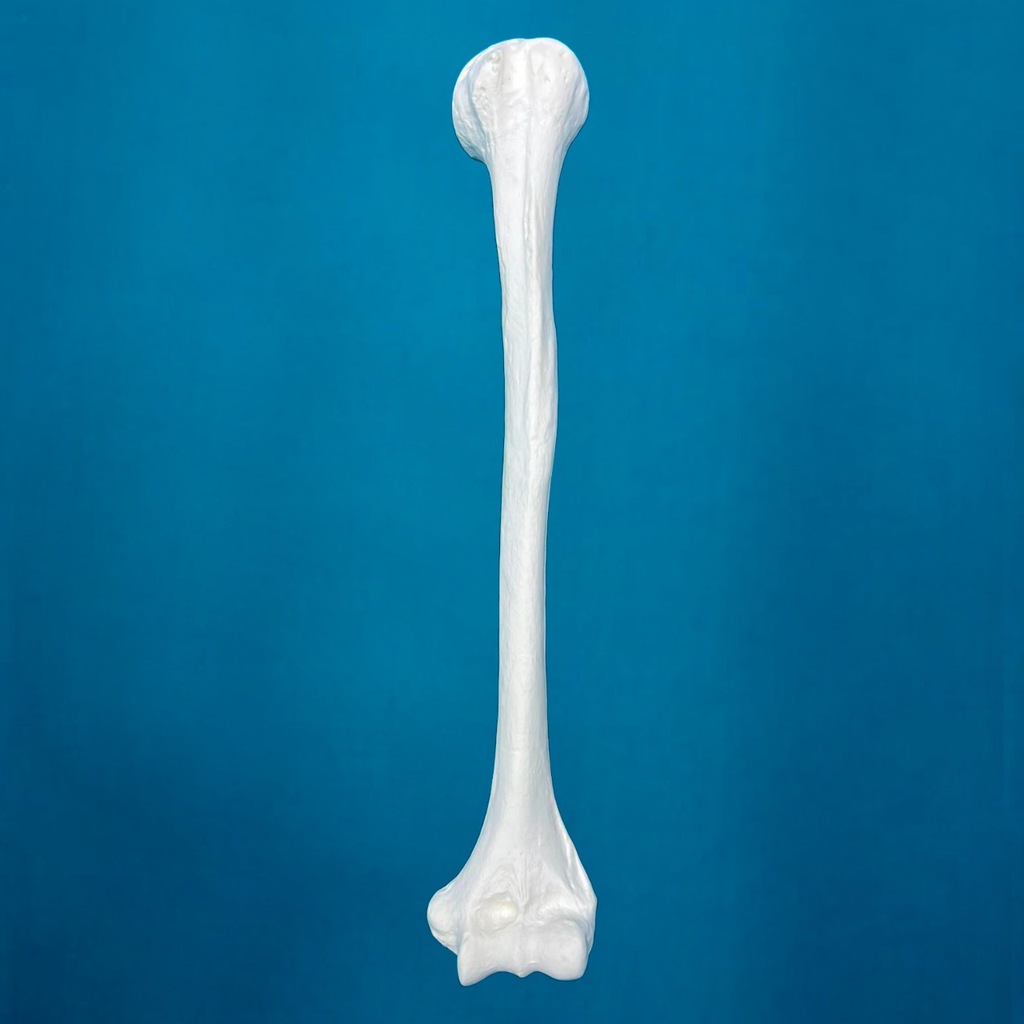 Humero pediátrico con una longitud total de 26 cm, izquierdo