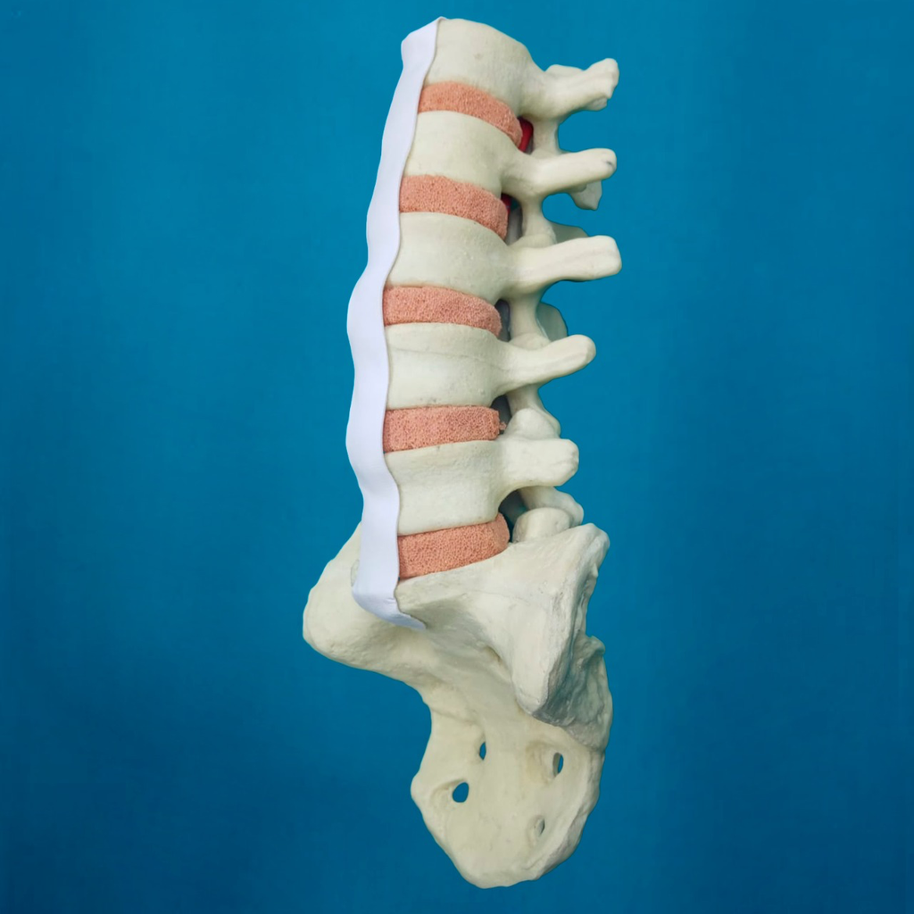 Lumbar L1 a Sacro