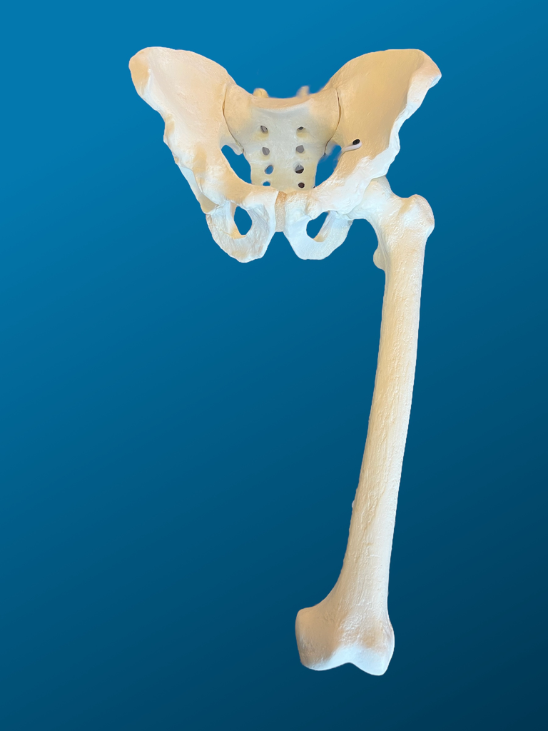 [1120] Pelvis completa con fémur articulado