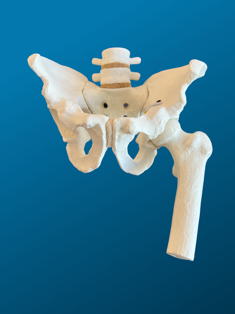 [1118] Pelvis completa con lumbares y femur articulado