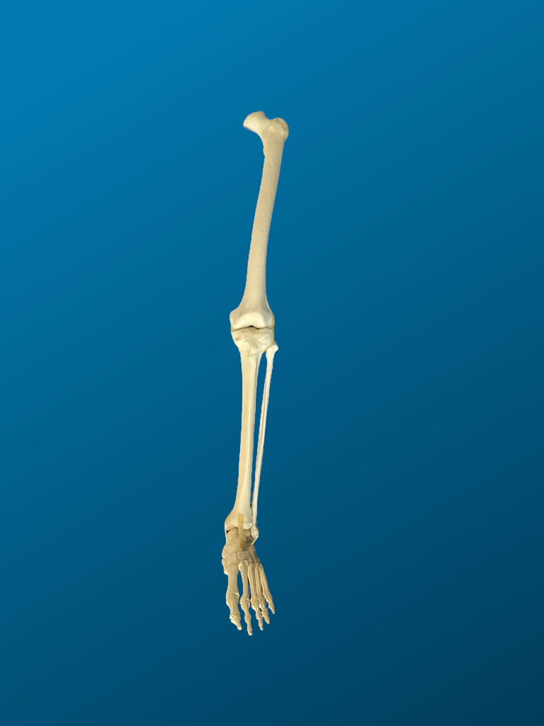 [1156] Pierna completa. Femur y tibia con canal y esponjoso, peroné y pie completo