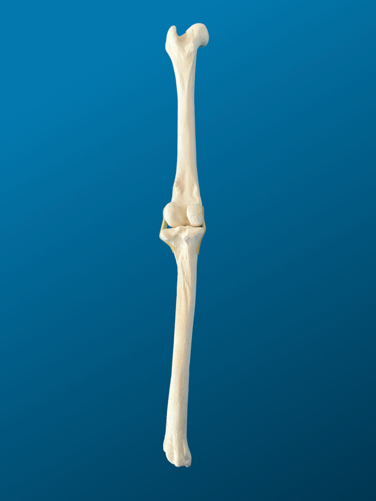 [1757] RODILLA, FÉMUR Y TIBIA ARTICULADOS CON LIGAS DE LÁTEX, CANINO, ESPUMA SOLIDA