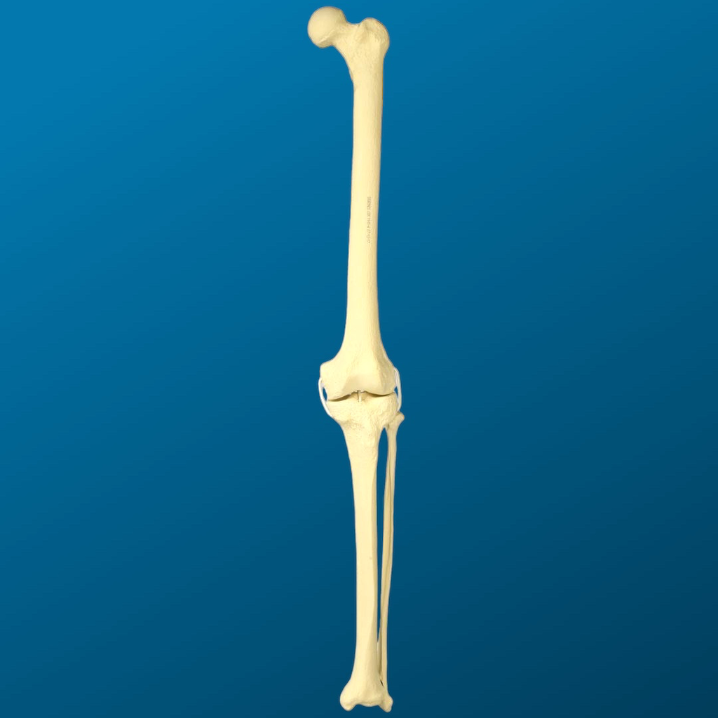 [1157] Rodilla con peroné y ligamentos de tubo elástico, longitud completa, con esponjoso y canal, izquierdo