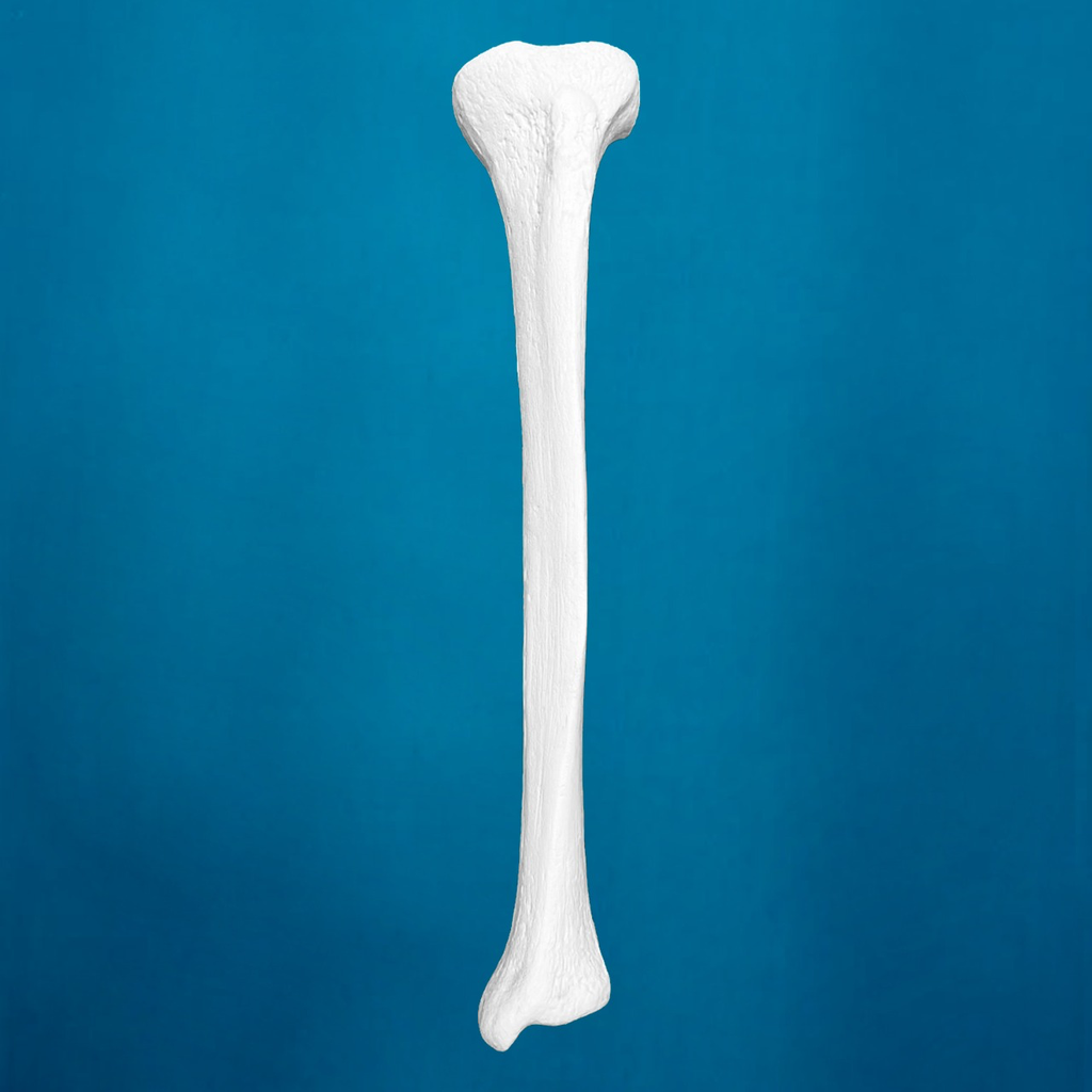 [1216] Tibia con una longitud total de 38 cm, mediana, con esponjoso y canal, izquierda