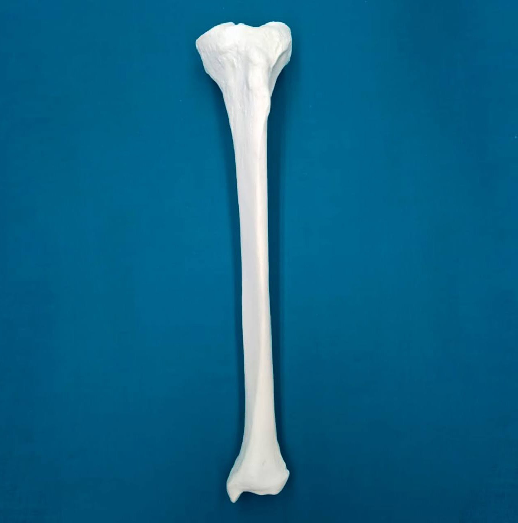 [1222] Tibia con una longitud total de 42 cm, con esponjoso y canal, izquierdo